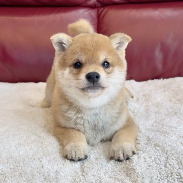 柴犬(豆柴)【福岡県・男の子・2025年2月10日・赤】の写真「スーパー美犬くん✨毛並み毛色も最高級❣️」