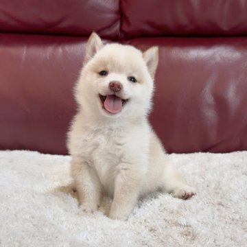 柴犬(豆柴)【福岡県・男の子・2025年7月5日・白】の写真「小ぶりサイズで愛嬌満点の王子様✨」