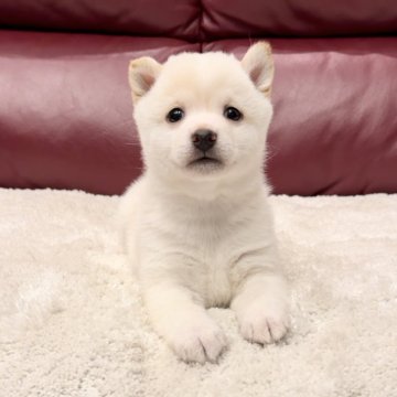 柴犬(豆柴)【福岡県・男の子・2024年10月27日・白】の写真「白くてお鼻も黒くてお目々ぱちくりな美男子くん✨」