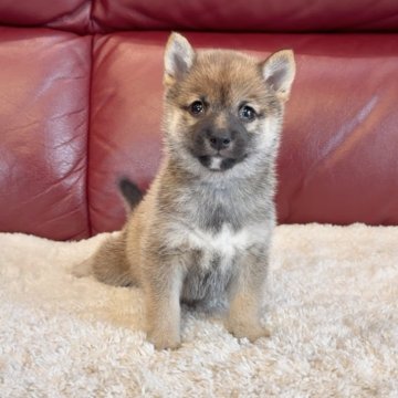 豆柴【福岡県・女の子・2025年9月20日・赤】の写真「極小サイズで赤胡麻な女の子✨」