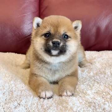 柴犬(豆柴)【福岡県・女の子・2025年1月10日・赤】の写真「お目々がクリクリでウルウル🥹💓」