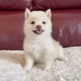 豆柴