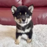 豆柴