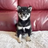 豆柴