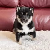 豆柴【福岡県・女の子・2024年11月27日・黒】の写真1