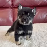 豆柴