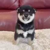 豆柴