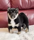 豆柴【福岡県・女の子・2024年11月27日・黒】の写真2