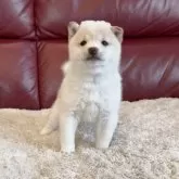 豆柴【福岡県・男の子・2025年10月9日・白】の写真4