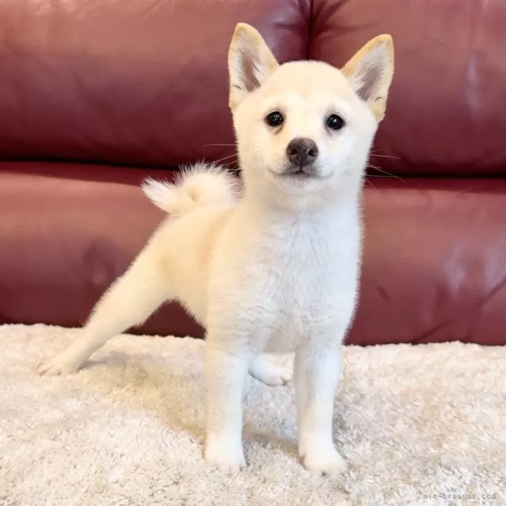 ID：2409-03202の子犬