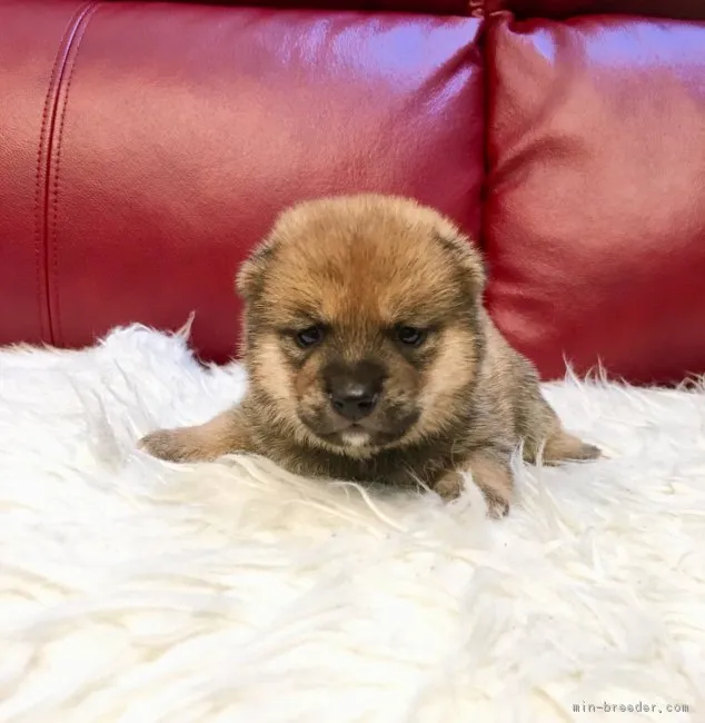 ID:1807-01372の子犬