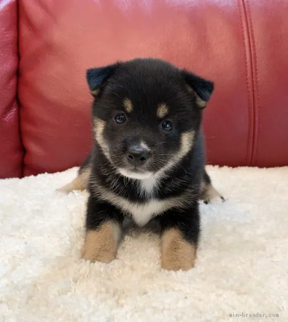 ID：2008-00361の子犬