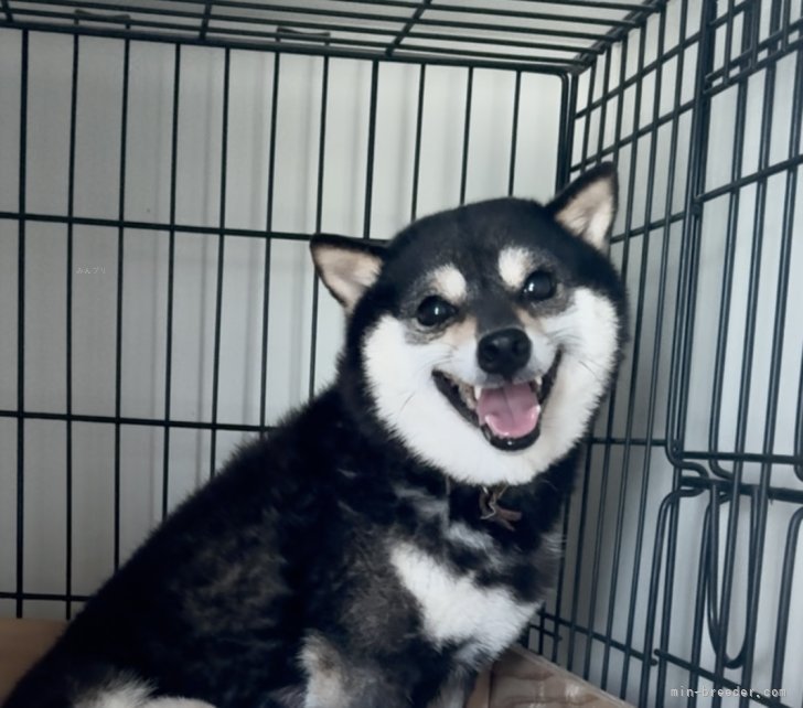 豆柴【・女の子・2022年3月6日・黒】