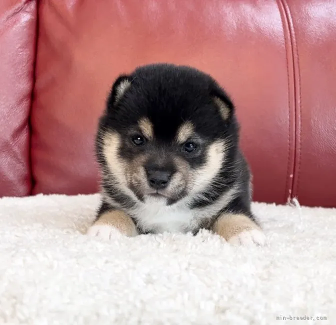 ID：2110-01430の子犬