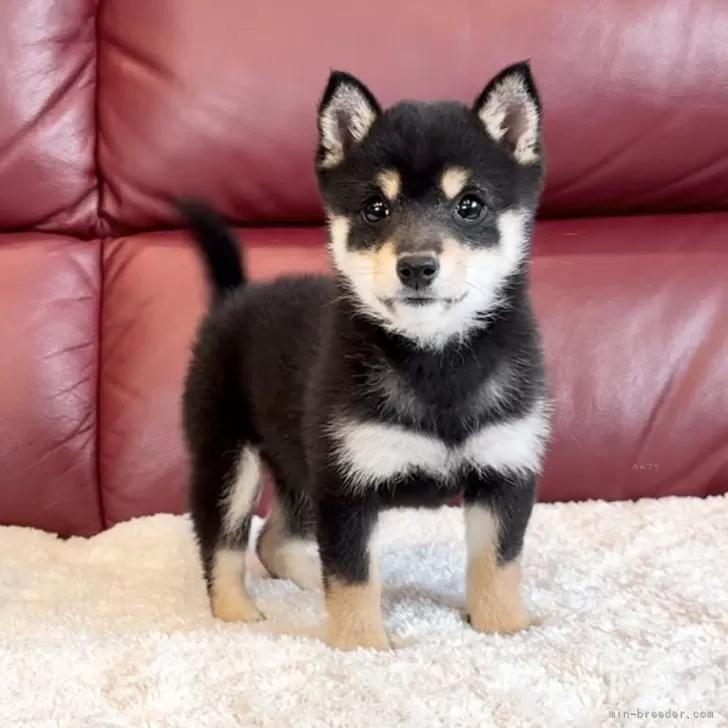ID:2401-01170の子犬
