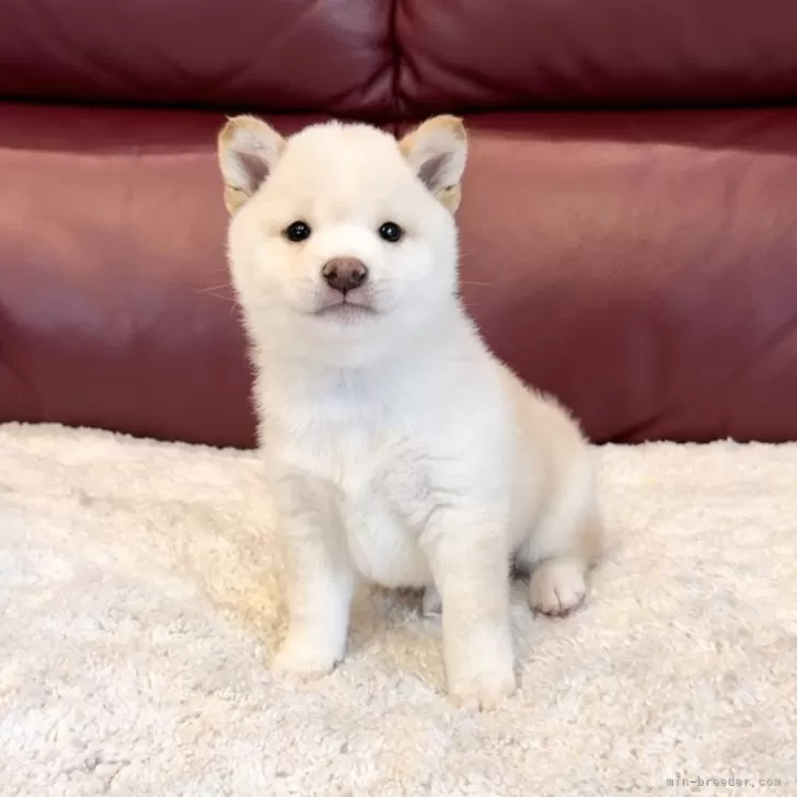 ID：2406-05580の子犬