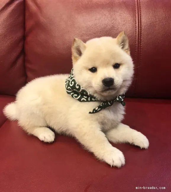ID：2003-01019の子犬
