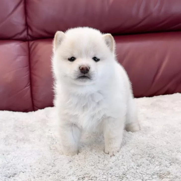 ID：2402-02742の子犬