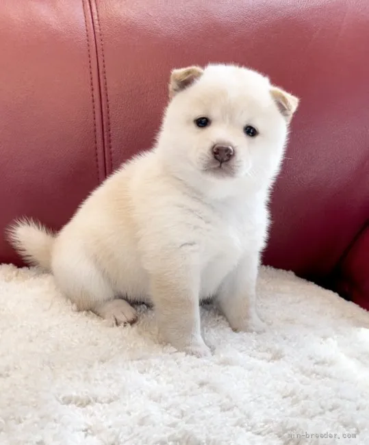 ID:2108-04319の子犬