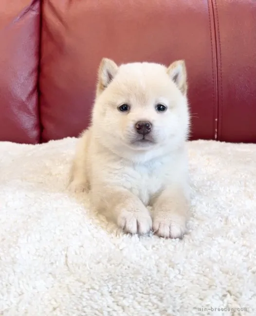 ID：2109-00963の子犬