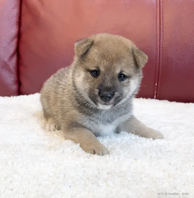 ID:2108-03510の子犬