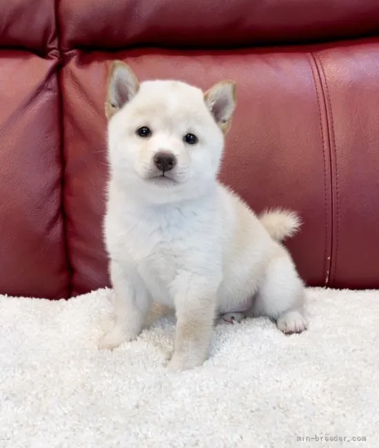 あんちゃん 様のお迎えした子犬