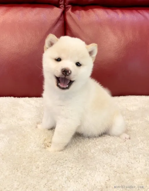 ID：2104-03279の子犬
