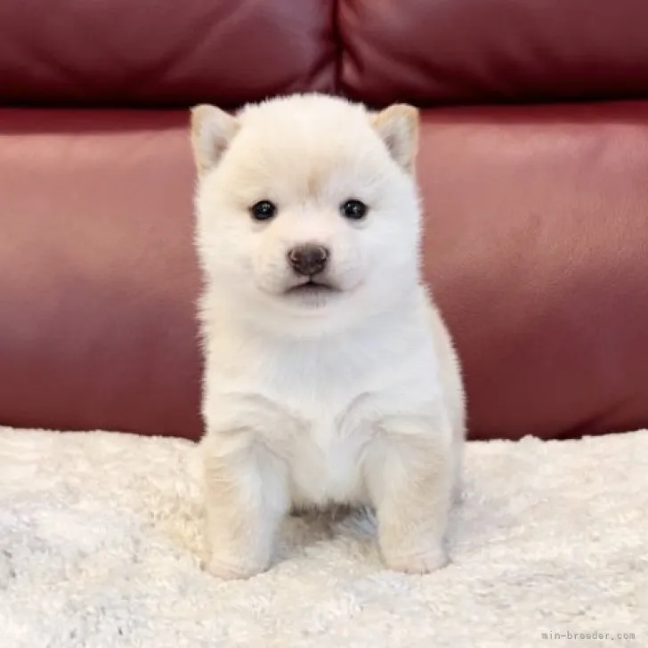 S.S 様のお迎えした子犬