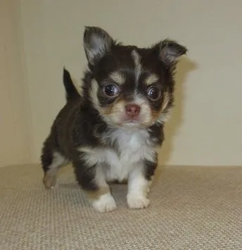 ID：1412-01016の子犬