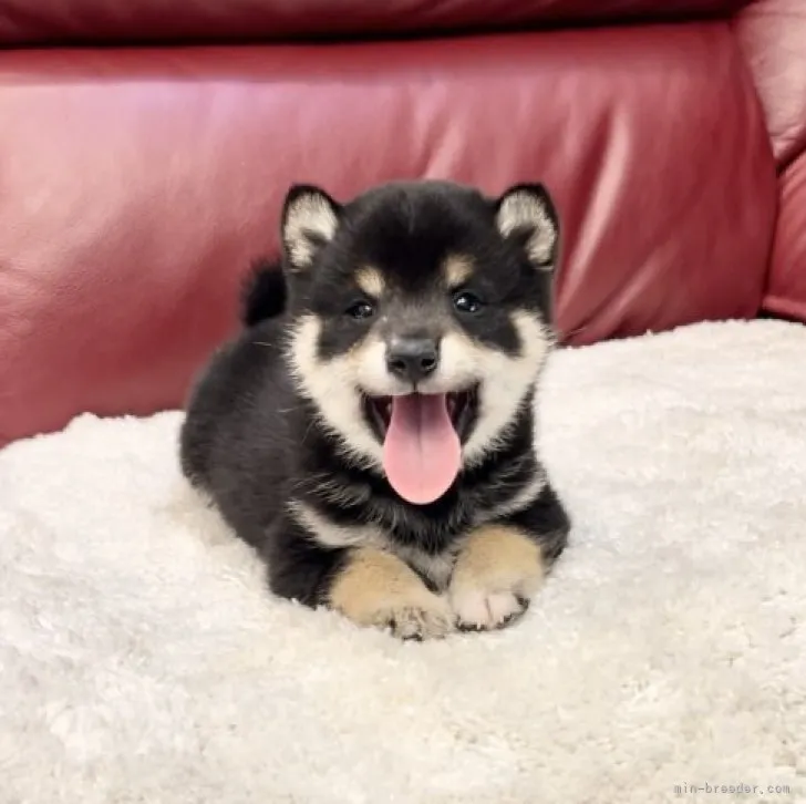 ID:2305-02732の子犬