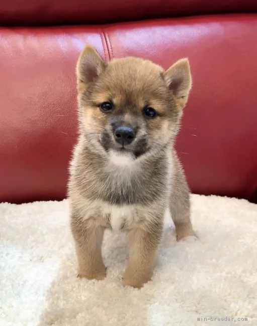 ID：2008-01578の子犬