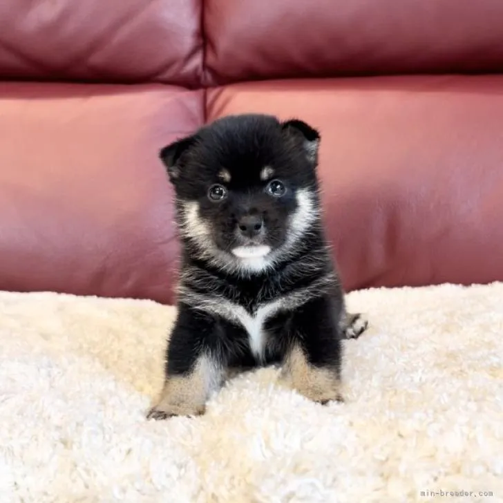 ID:2209-02405の子犬