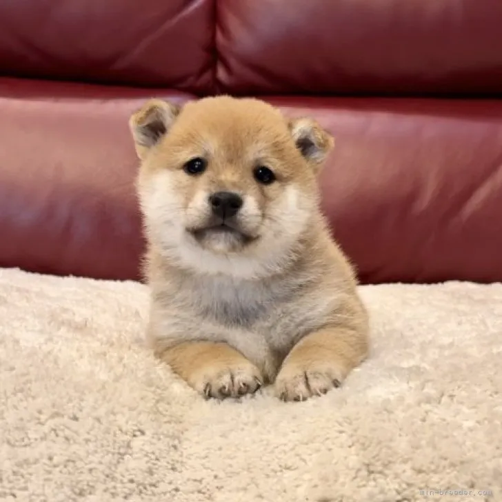 ID：2311-06486の子犬