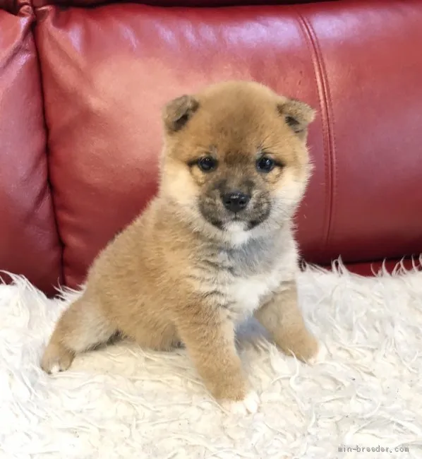 ID：2002-00239の子犬