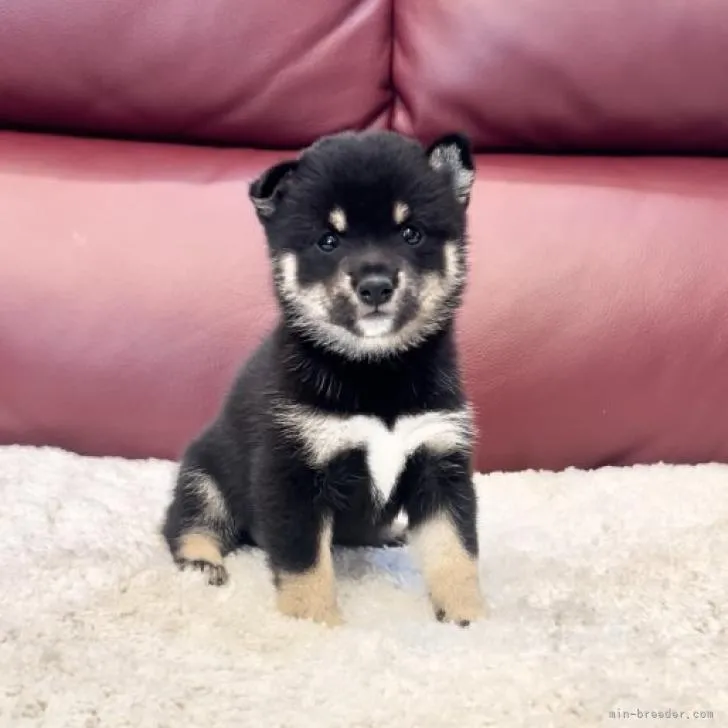 ID：2207-03979の子犬