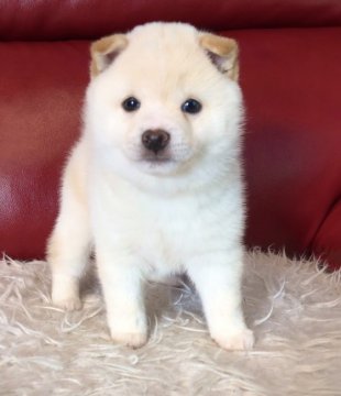 柴犬(豆柴)【福岡県・男の子・2020年3月13日・白】の写真「白タヌキ君です✨」