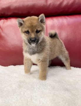 柴犬(豆柴)【福岡県・男の子・2021年3月27日・赤】の写真「靴下が可愛い男の子❤️」