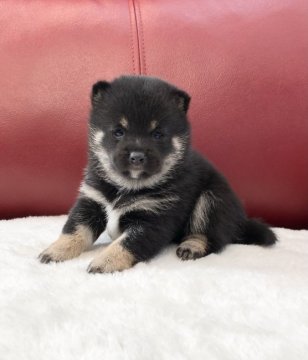 柴犬(豆柴)【福岡県・女の子・2020年11月19日・黒】の写真「小ぶりサイズな女の子💕」
