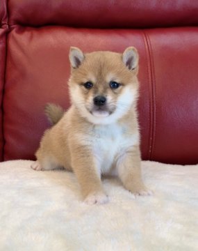 柴犬(豆柴)【福岡県・女の子・2020年11月14日・赤】の写真「美人すぎる美人さんです💕☺️」