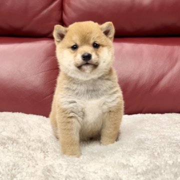 柴犬(豆柴)【福岡県・男の子・2022年11月28日・赤】の写真「イケワン確定の男の子✨✨」