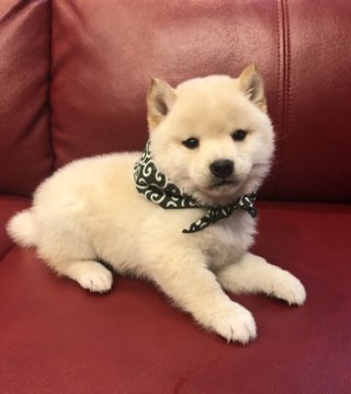 柴犬(豆柴)【福岡県・男の子・2020年1月23日・白(淡赤)】の写真「👑イケワン男子👑」
