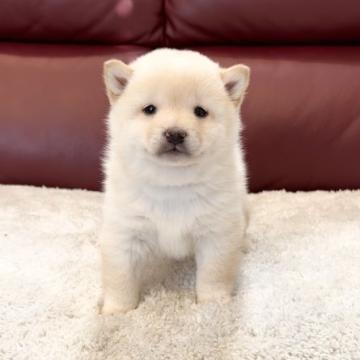 柴犬(豆柴)【福岡県・男の子・2022年11月28日・白】の写真「タレ目が可愛い男の子😍」