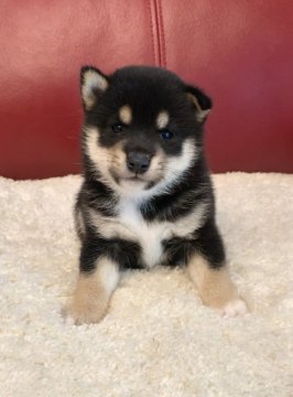 柴犬(豆柴)【福岡県・男の子・2020年6月23日・黒】の写真「最高の色合いと可愛さ❤️」