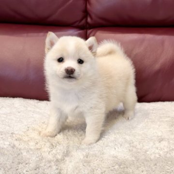 柴犬(豆柴)【福岡県・男の子・2023年10月8日・白】の写真「とにかくカワイイ男の子💖」