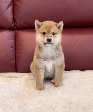 柴犬(豆柴)【福岡県・男の子・2022年3月12日・赤】の写真「まん丸で可愛い男の子💕😍」