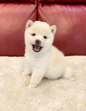 柴犬(豆柴)【福岡県・男の子・2021年3月27日・白】の写真「可愛い癒し系の男の子❤️」