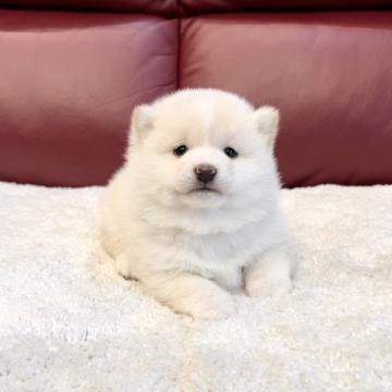 柴犬(豆柴)【福岡県・男の子・2022年11月4日・白】の写真「毛量多めの丸モフ美男子❤️」