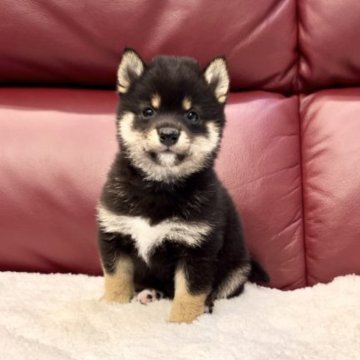 柴犬(豆柴)【福岡県・男の子・2023年4月16日・黒】の写真「小ぶりサイズで愛嬌満点の天使くん👼❤️」