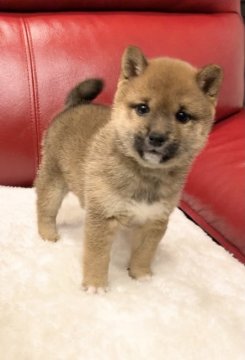 柴犬(豆柴)【福岡県・女の子・2020年11月14日・赤】の写真「人懐っこいタヌキ女子💕」