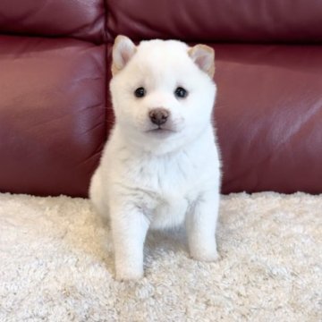 柴犬(豆柴)【福岡県・男の子・2023年10月3日・白】の写真「数年に一度の白さ❤️」